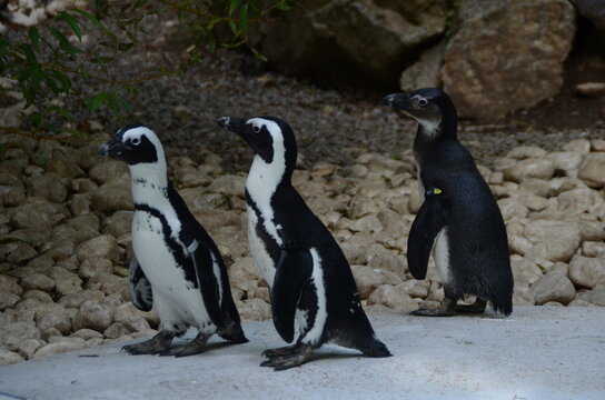 pingouin
