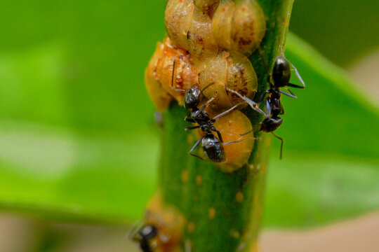 Macro Photo of Ants Feeding on Citrus Tree Scale