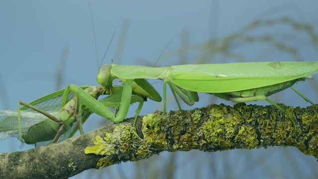 Sexual cannibalism, large female Transcaucasian tree praying mantis (Hierodula transcaucasica) attacks and eats the male after mating on tree branch covered with lichen. Slow motion, camera zooming