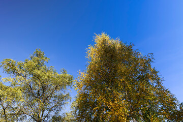 Fototapeta premium Autumn season in the park, the foliage