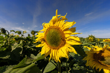 Beautiful blooming flowers sunflowers in the field