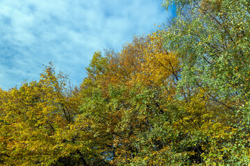 Fototapeta premium A forest with different trees in the autumn season