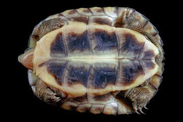 yellow pond turtle (Mauremys mutica) - 589537937