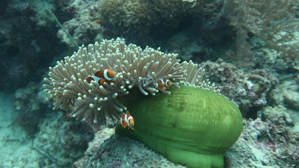 セブダイビング