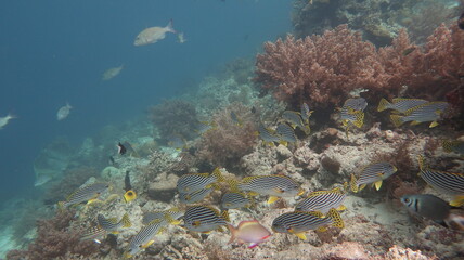 セブダイビング