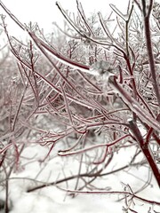 ice covered branches in the Spring