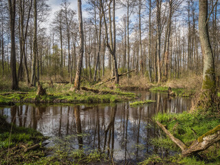 Fototapeta na wymiar Wiosna w lesie, rozlewiska i strumień