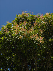 Mangifera indica blooms, against a blue sky, known as mango, a large fruit tree, its leaves permanent and with many inflorescences and its small flowers pink and yellowish.