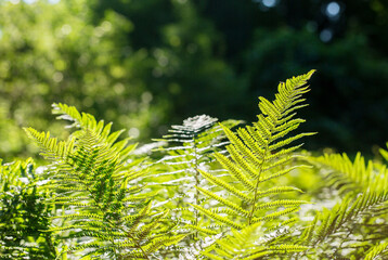 lush fern greens in a spring park