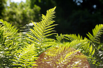 fern greens on a sunny spring park