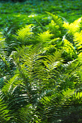 fern greens on a park