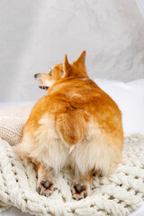 An adorable Welsh Corgi is lying on pillows and a blanket, turned with his back to the camera, with...