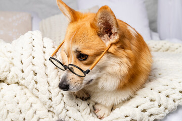 Charming Welsh Corgi in round glasses lies on a bed, on a comfy blanket.