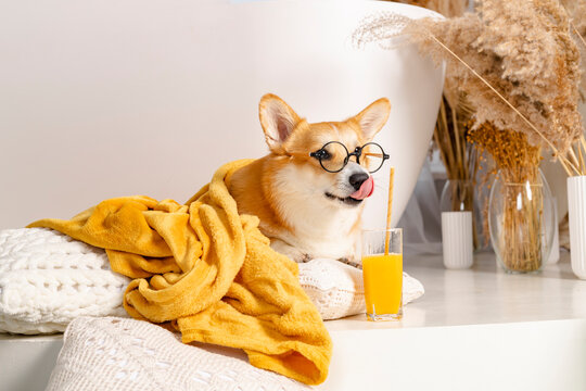 Adorable Welsh Corgi in a round glasses lies on a pillow covered with blanket and drinking juice with a straw.