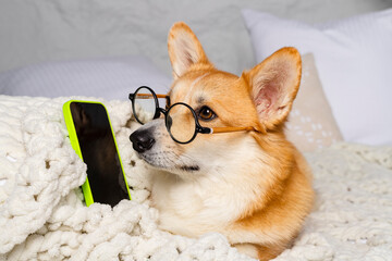 Charming Welsh Corgi in round glasses lies on a bed, on a comfy blanket with a phone.