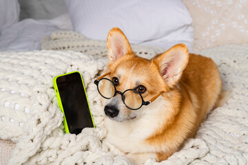 Charming Welsh Corgi in round glasses lies on a bed, on a comfy blanket with a phone.