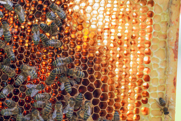 Bee workers on honeycomb in frame outdoors in summertime, working insects on frame with honeycomb, apiculture concept