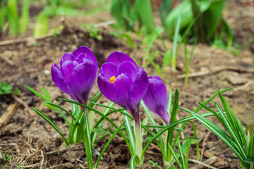 purple crocus flowers grow in spring flower garden