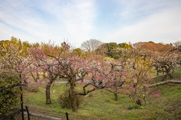 Fototapeta na wymiar Plum blossoms at Jindai Botanical Garden, Tokyo, Japan