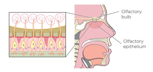 Detail of the olfactory bulb (olfactory organ) showing the nerve cells between the bulb and the olfactory epithelium