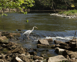 A heron waits patiently by the fast flowing water of an old mill weir hoping to catch a fish for its supper