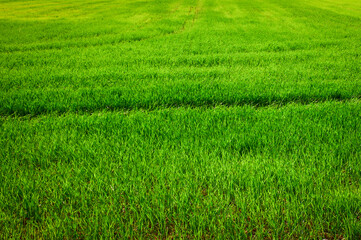 Obraz na płótnie Canvas erba verde con linea scura in campo di grano