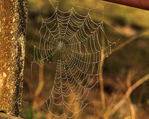 A spider's web with drops of early morning dew sparkles like pearls on a necklace