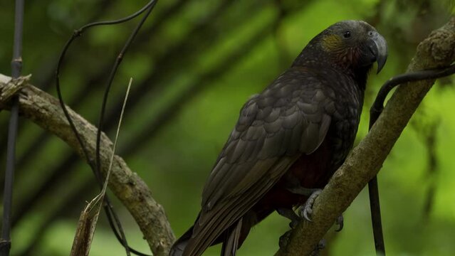 Kaka bird, endemic new zealand bird in the wild. New Zealand