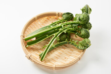 こごみ　山菜イメージ