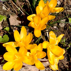 Fototapeta premium Crocus flowering plants in iris family. Flowers close-up on natural background. High quality photo