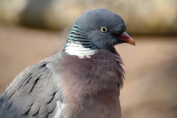 close up of a pigeon