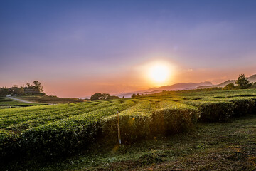 Obraz premium vineyard at sunset
