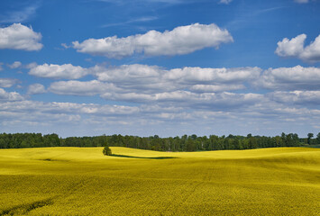Pięknie kwitnące rzepaki w Północnej Polsce, Mazury garbate © eagle130870
