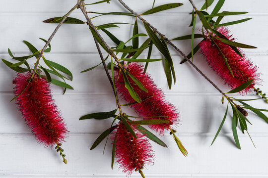 Bottlebrush flowers against a plain white vj background