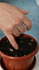 a male hand using a finger makes a hole in loose potting soil for planting a seed or sprout vertical shot, making a hole in the ground with the little finger in a brown flower pot