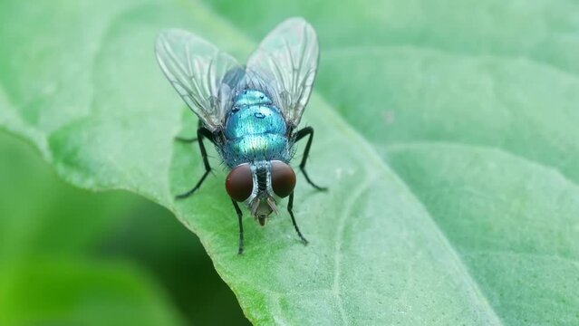 Blue Bottle Fly on the Leaves