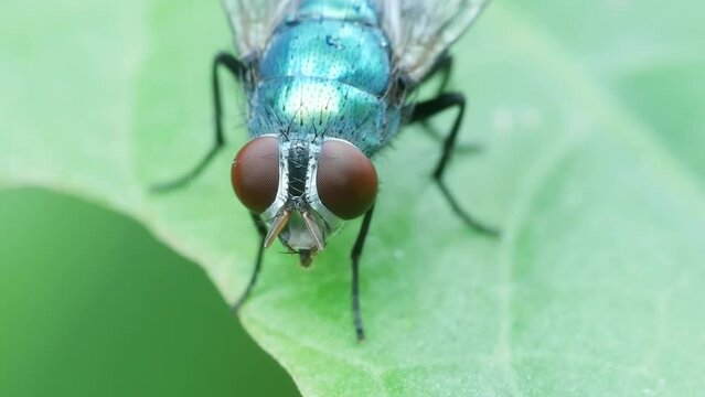 Close up Blue Bottle Fly on the Leaves
