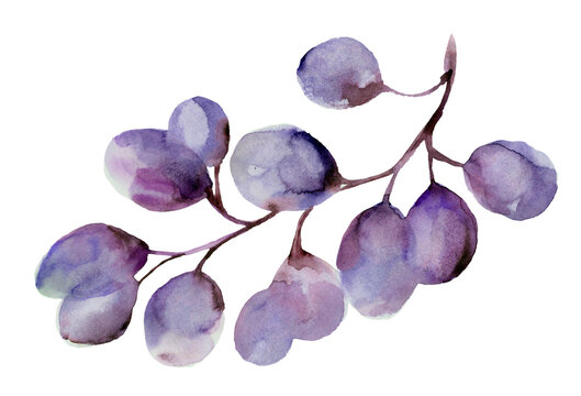 Black grape bunch watercolor image. Realistic ripe organic purple grape heap. Delicious dark violet sweet juicy fruit illustration. Black grape berries group with green leaves. Tasty ripe fruit.