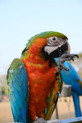 Parrot Macaw Colorful wildlife bird