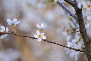 Prunus spinosa or blackthorn, sloe tree blooming in the springtime. .