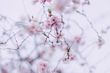 Flowers of blooming sakura closeup, abstract blurres natural background with sakura in springtime.