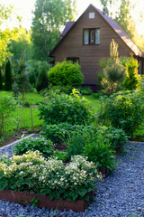 Fototapeta na wymiar Rustic wooden house with raised vegetable garden beds, strawberry blooming. Growing organic food. Natural country living.