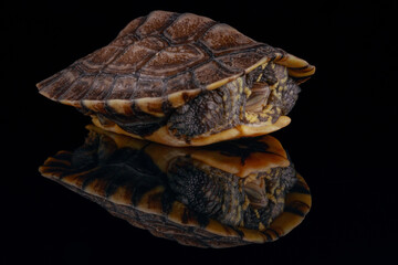 Vietnamese pond turtle - 589547762