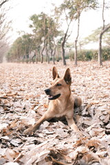 happy dog forrest park leafs autumn