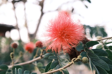 red flower plant wild nature