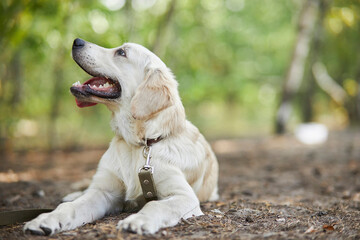 Dog portrait. A shot to the head of a golden retriever looks very interesting. Charming golden retriever on the background of nature. Golden Retriever sticks out his tongue, soft green background.