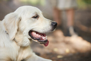 Dog portrait. A shot to the head of a golden retriever looks very interesting. Charming golden retriever on the background of nature. Golden Retriever sticks out his tongue, soft green background.