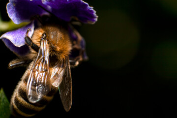 Detalle de abeja en una flor