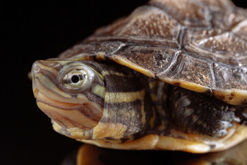 Vietnamese pond turtle - 589548762