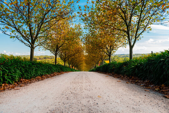 Low Angle View Of Pretty Autumn Scene, Driveway Under Orange Leaves